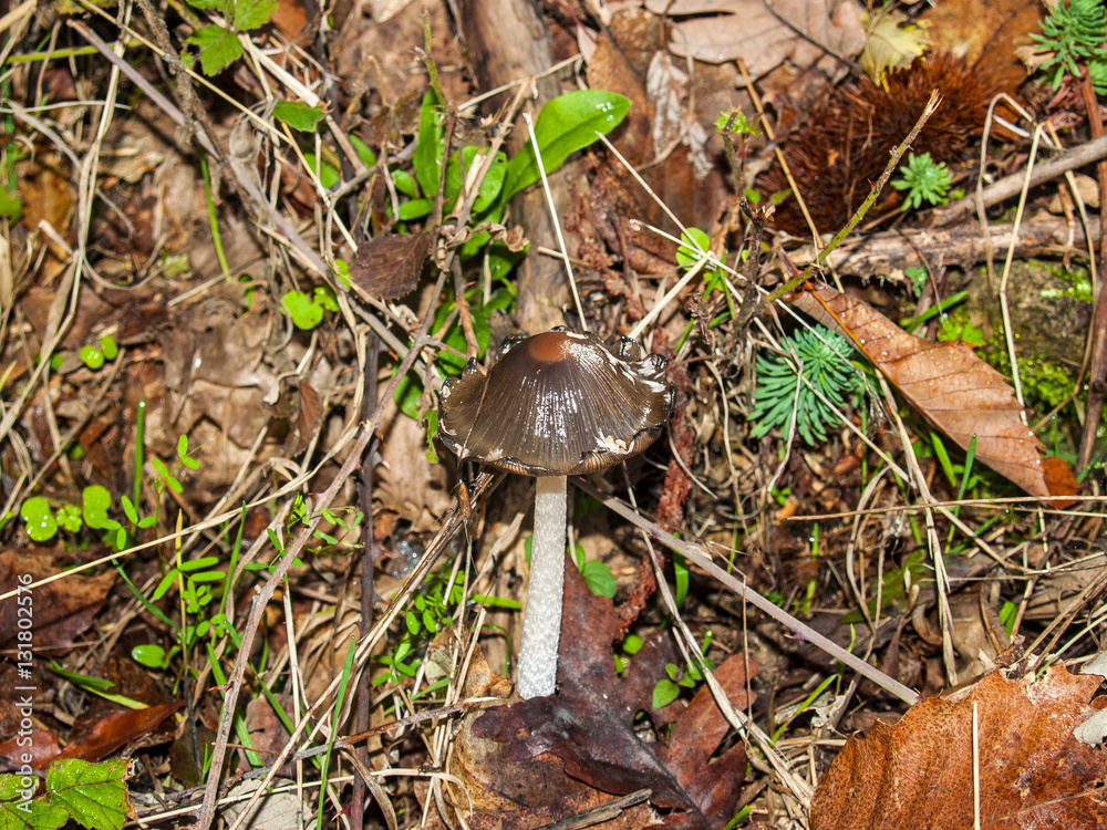 Coprinus picaceus - Mushroom on the forest on autumn Coprinus picaceus - Mushroom on the forest on autumn