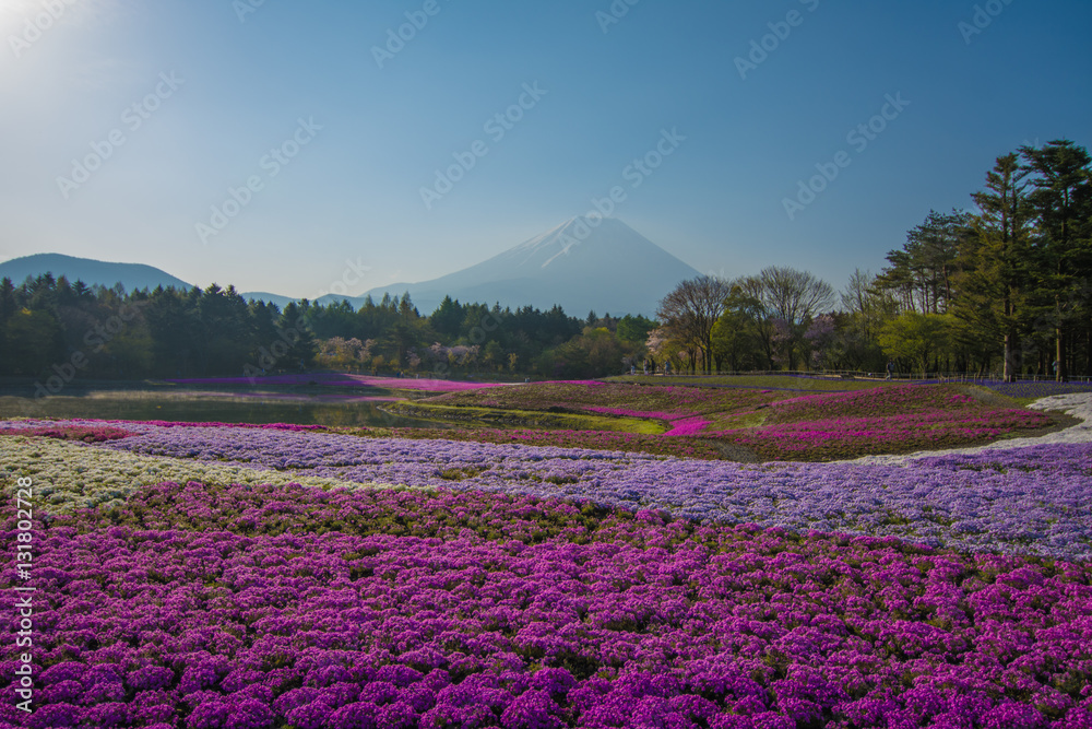 富士山と芝桜