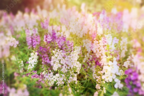 beautiful purple and white spring flower meadow on colorful soft light background 