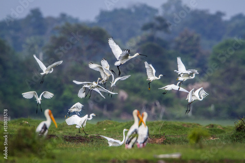 Flight of aquatic birds in Arugam bay lagoon  Sri Lanka