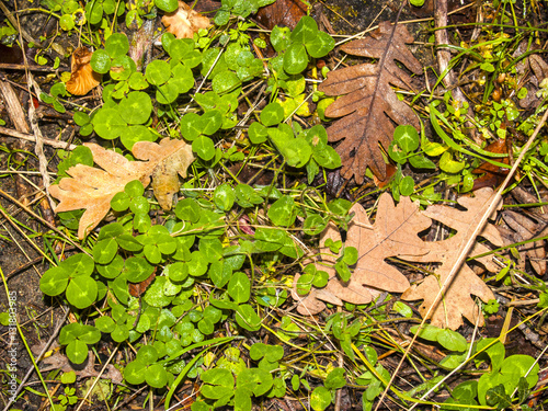 Natural texture of clover and oak leaves photo