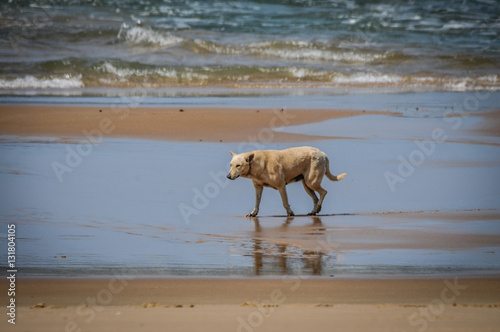 Fototapeta Naklejka Na Ścianę i Meble -  cane solitario sulla spiaggia