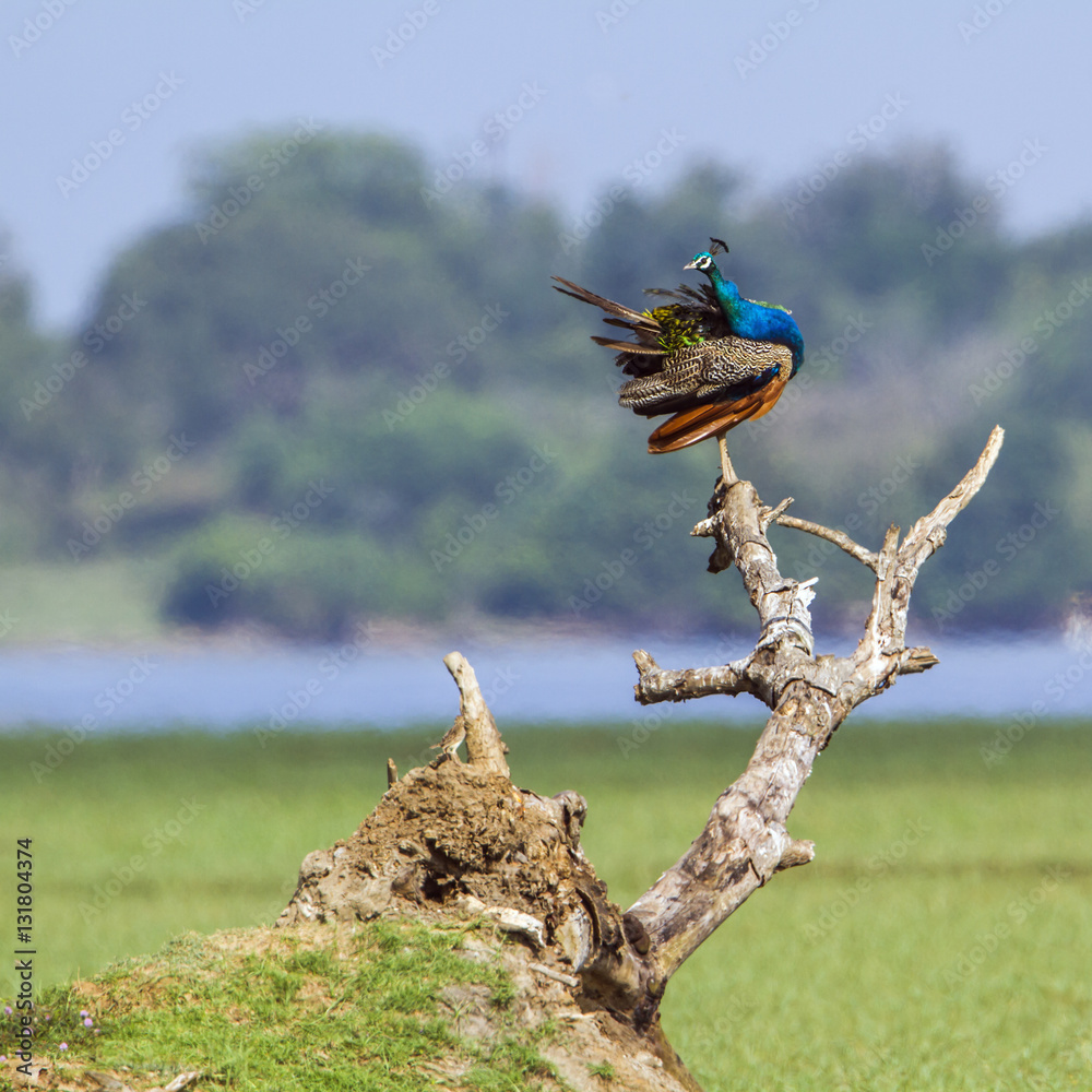 Obraz premium Indian peafowl in Arugam bay lagoon, Sri Lanka