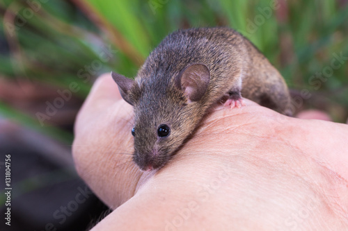 Brown Mouse, Rodent, Rat on the human hand