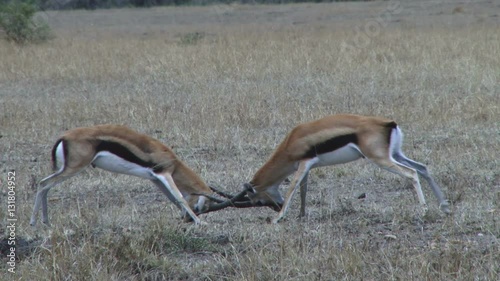 thompson gazelles tired from fighting. photo
