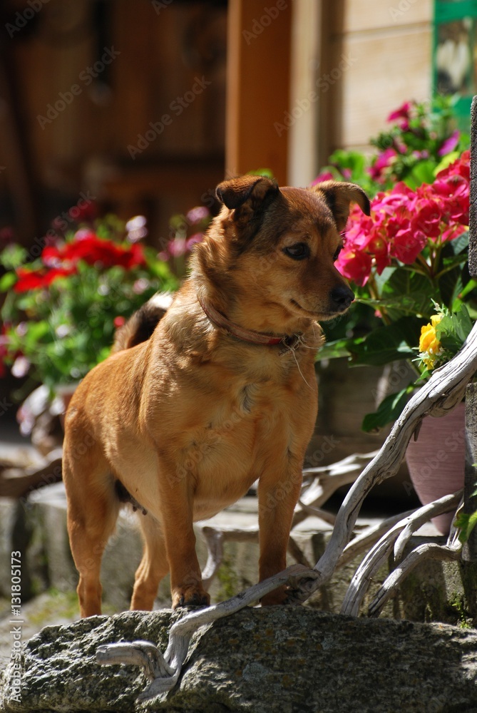 Little Dog in a Garden Little Dog in a Garden