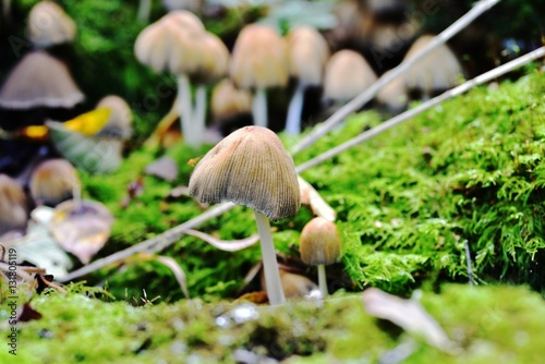 Autumn Fruiting Fungi photo