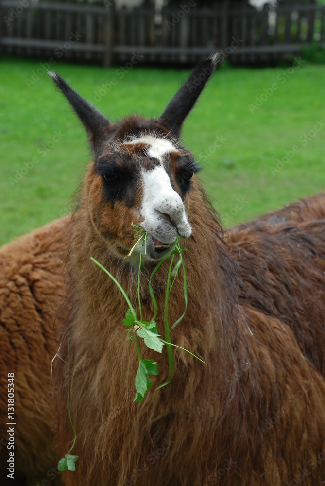 Fototapeta premium Lama in a Zoo