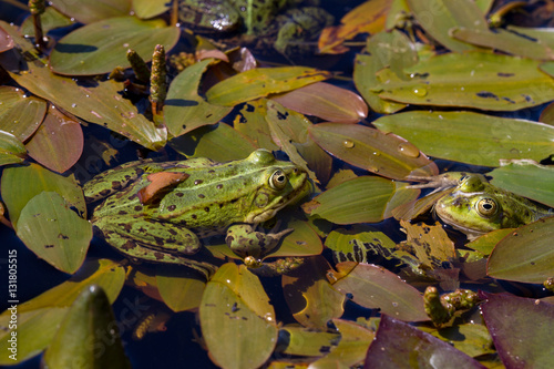 Frog in a pond, with straws and water surrounding it. photo