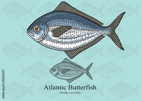 Atlantic Butterfish, American Butterfish. Vector illustration for artwork in small sizes. Suitable for graphic and packaging design, educational examples, web, etc.