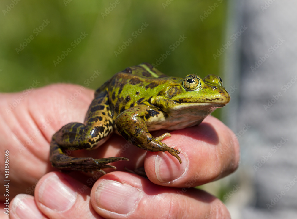 Frog in hand, longing for freedom Frog in hand, longing for freedom