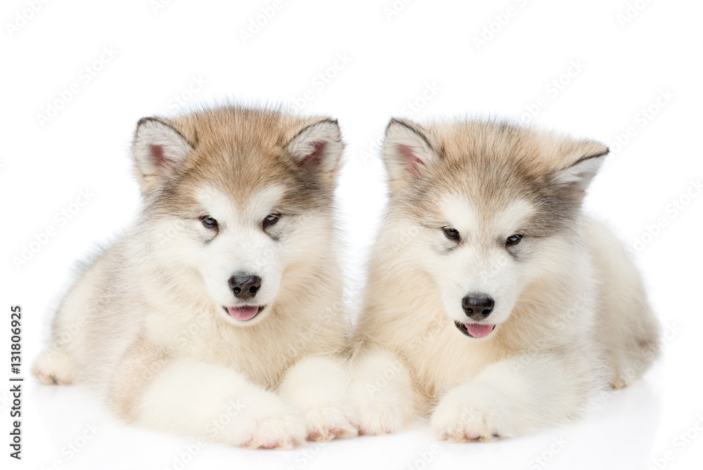 Two alaskan malamute puppies lying in front view. isolated on white