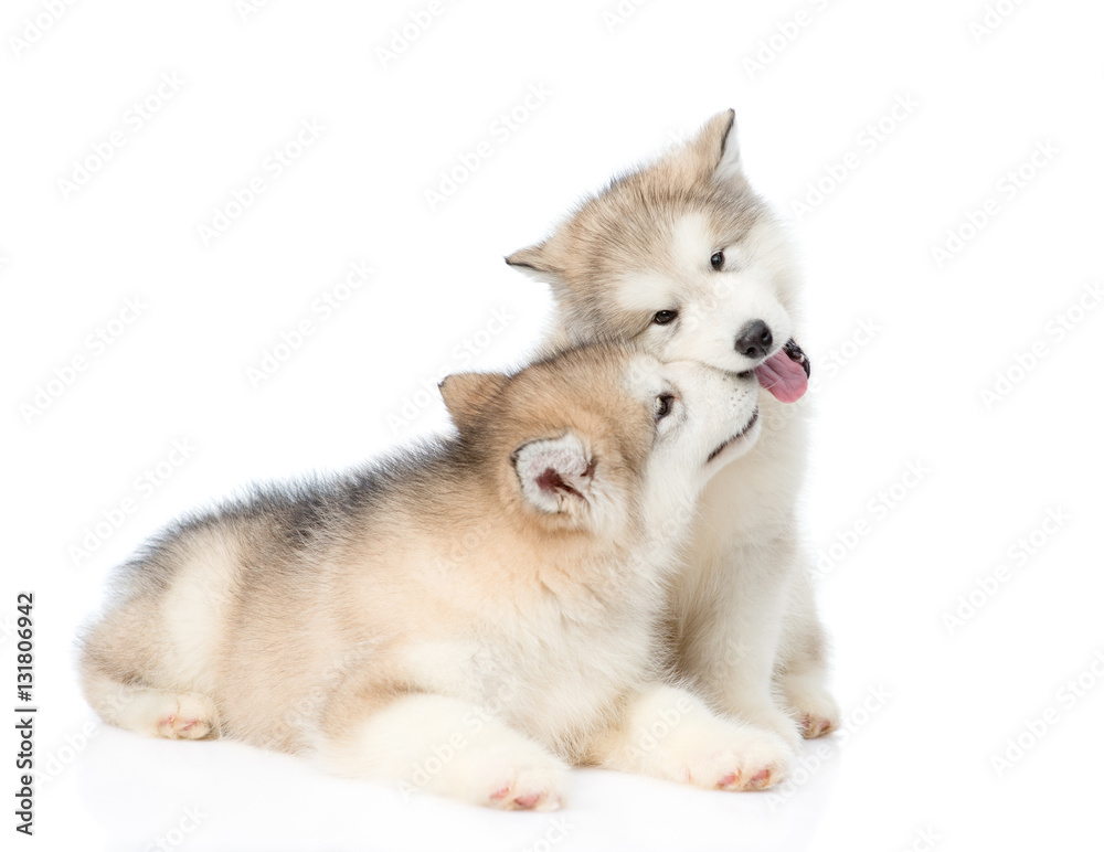 Two playful alaskan malamute puppies. isolated on white background