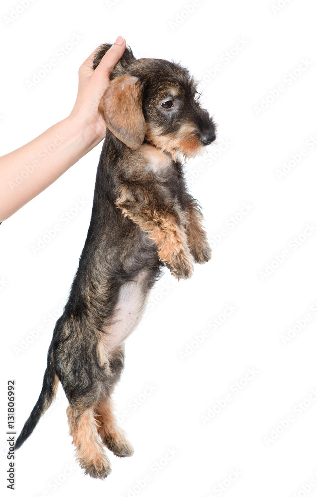 puppy picked up by the scruff of the neck. isolated on white 