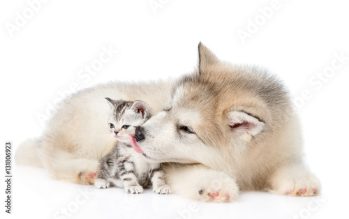 Alaskan malamute puppy licks a kitten. isolated on white background