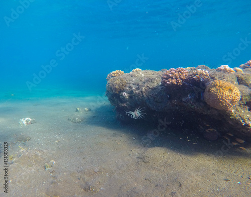 Underwater landscape with huge rock and sand bottom. Natural scenery in tropical sea