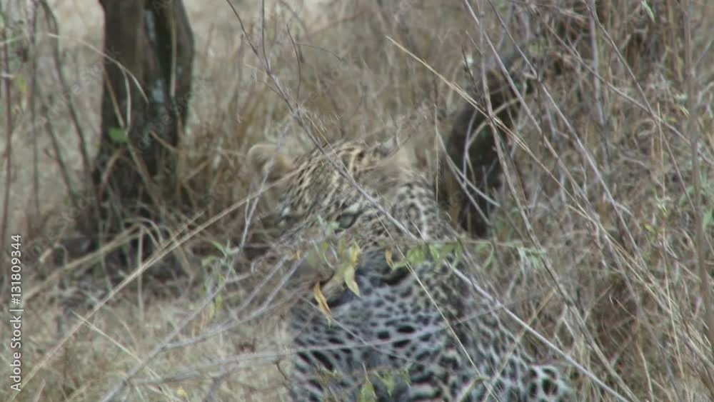 leopard hunting in the bush. leopard hunting in the bush.