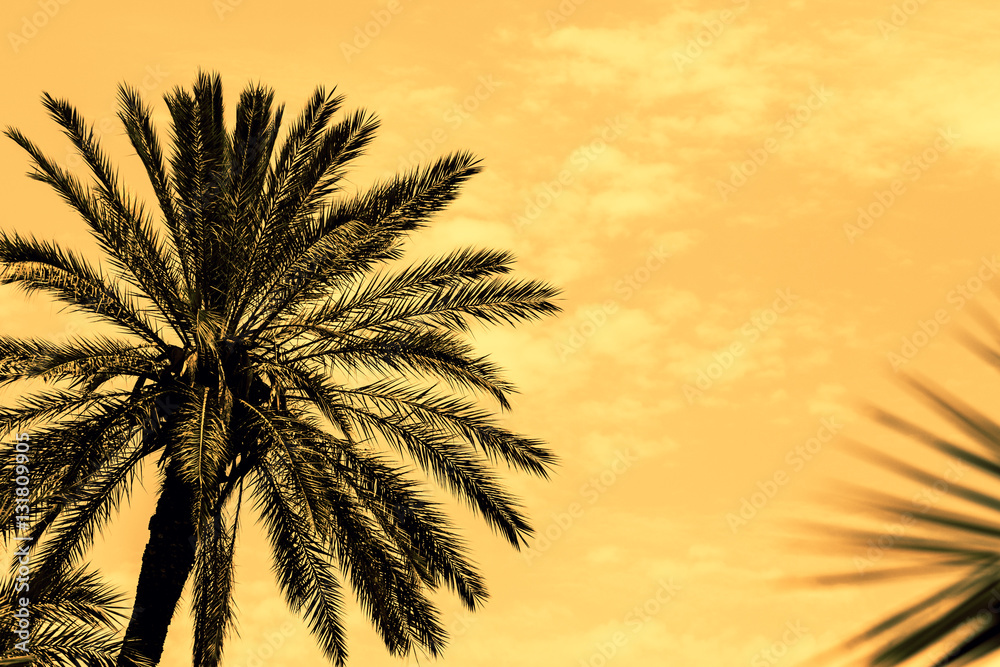 Dark silhouettes of date palms