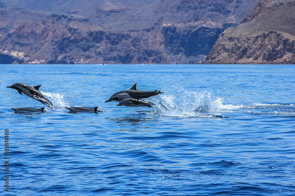 Naklejka premium Dolphins jumping near the coast of a Isla Espiritu Santo in Baja California.