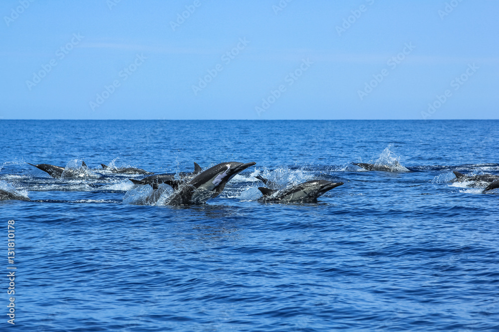 Fototapeta premium Dolphins jumping in Mexico. Isla Espiritu Santo near La Paz, in Baja California.
