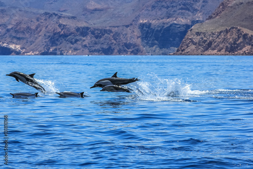 Dolphins jumping near the coast of a Isla Espiritu Santo in Baja California. © bennymarty