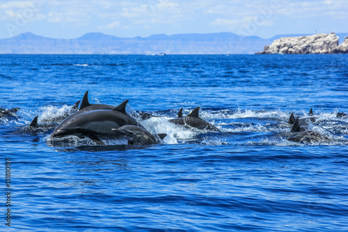 Dolphins jumping in Mexico. Isla Espiritu Santo near La Paz  in Baja California.