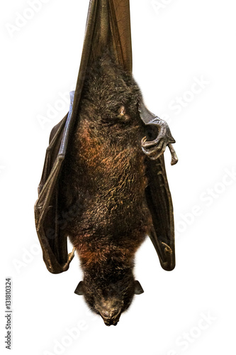 Fruit bat while sleeping, Wahlberg's epauletted, Wahlberg's epauletted fruit bat, is a species of megabat Pteropodidae in the family who is in South Africa. Isolated on white background. photo