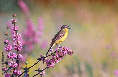 bird the yellow Wagtail sings on a meadow in Sunny summer day