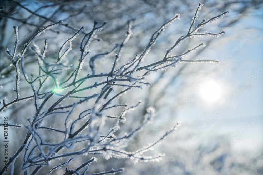 beautiful frozen white winter tree branches in the snow against the background of sun and sky beautiful frozen white winter tree branches in the snow against the background of sun and sky