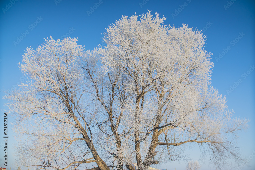 beautiful frozen white winter trees in the snow beautiful frozen white winter trees in the snow