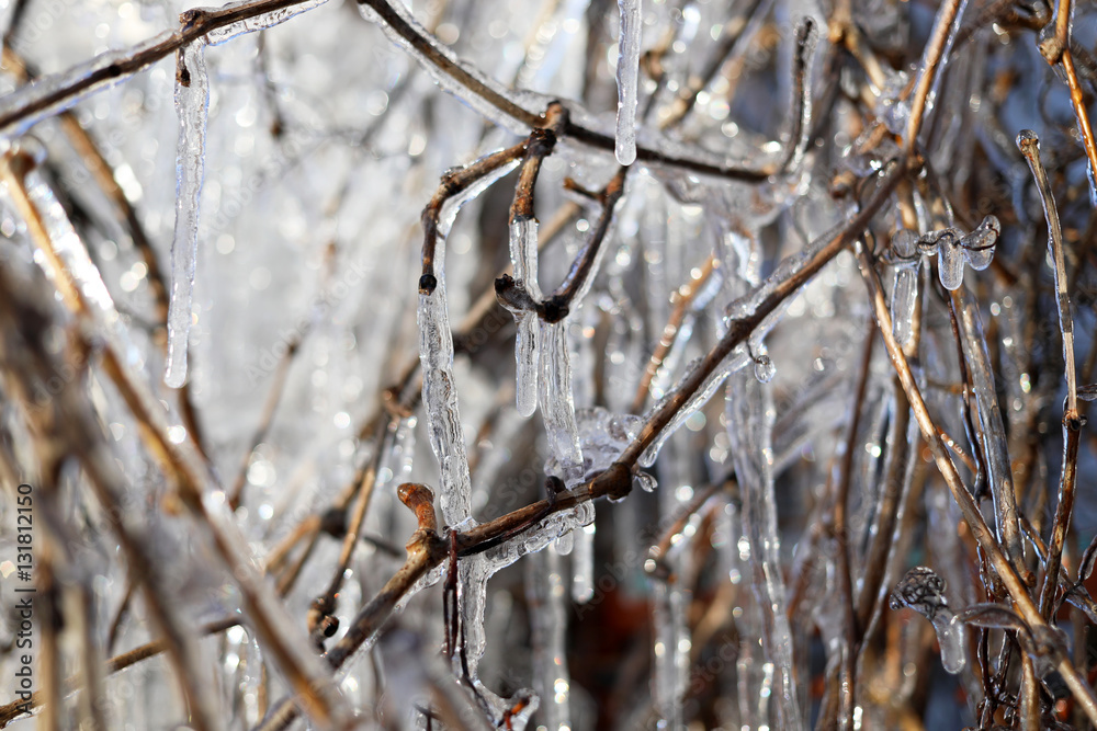 Icicles in the winter garden.
