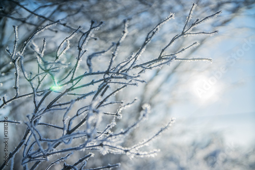 beautiful frozen white winter tree branches in the snow against the background of sun and sky