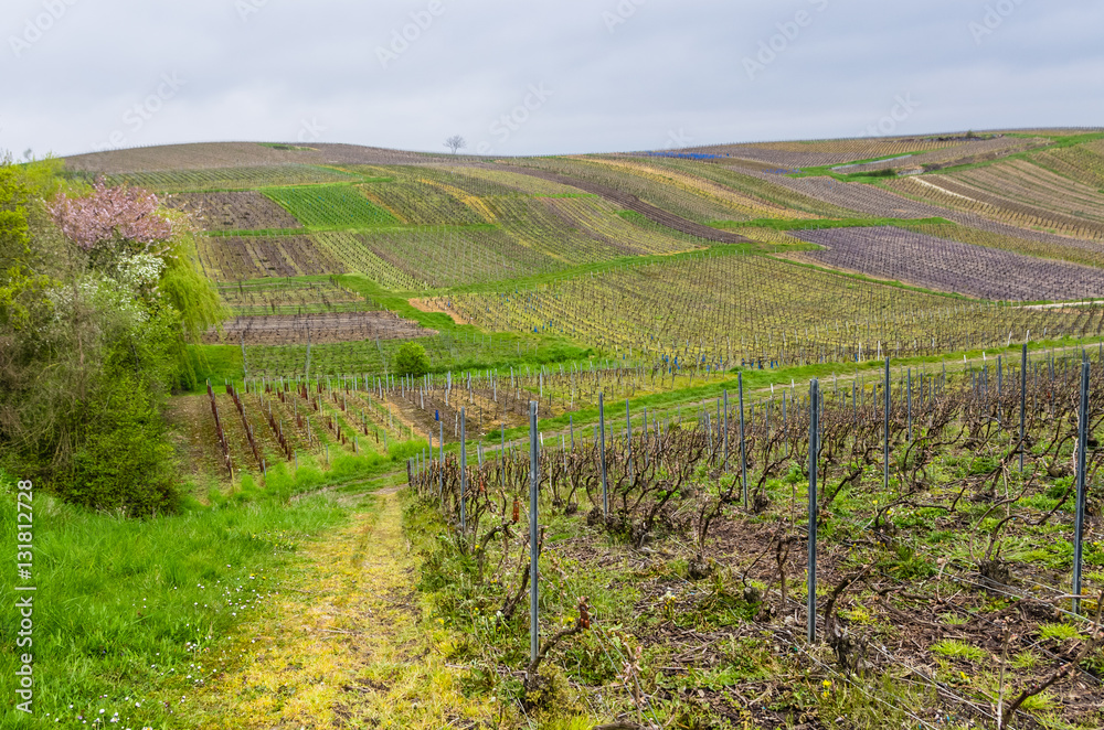 Agricultural  landscape with vine yards in spring in France.