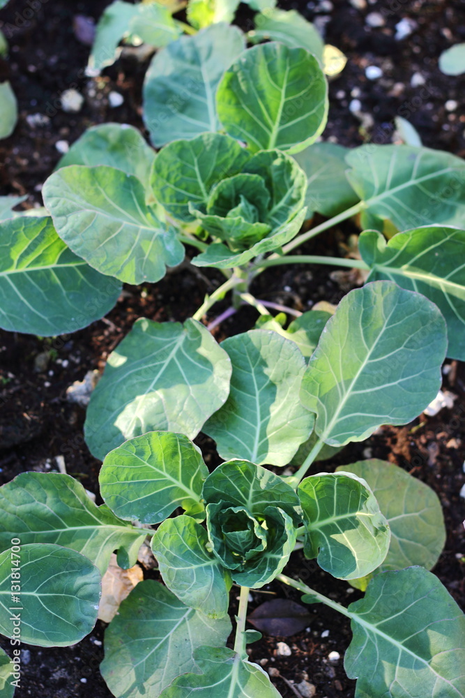 sprout plant growing in garden soil sprout plant growing in garden soil