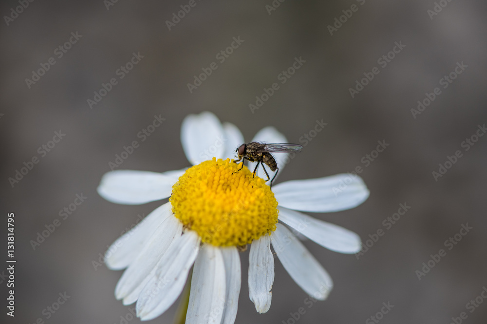 Fototapeta premium Tiny fly on a white and yellow flower close up