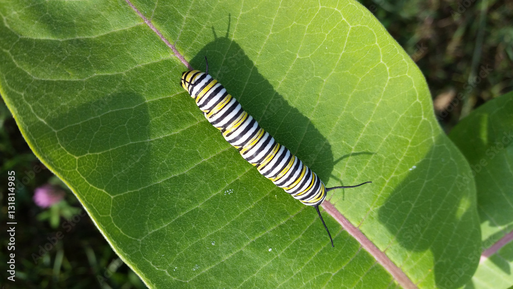 Monarch Caterpillar Closeup on Milkweed Monarch Caterpillar Closeup on Milkweed