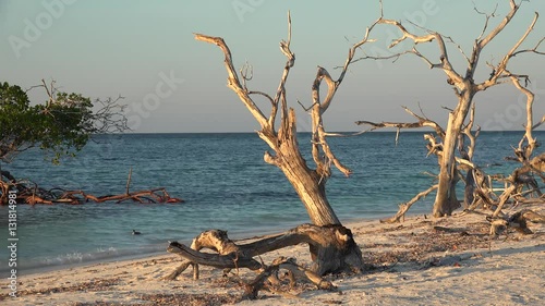 Dead mangrove at the Cayo Levisa island. Cuba photo