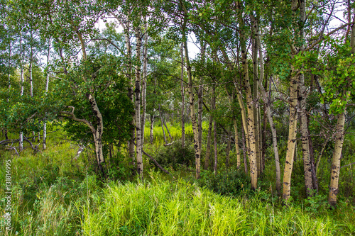 Fototapeta Naklejka Na Ścianę i Meble -  Forest at fish creek park in the summer