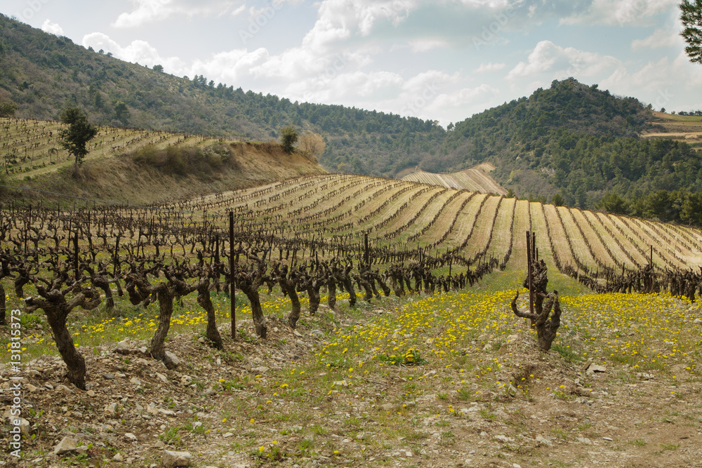 Fototapeta premium vineyard valley provence