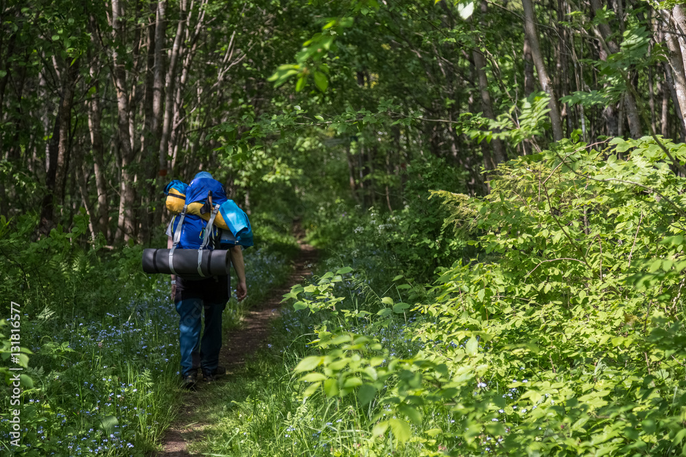 Obraz premium Walking into the woods