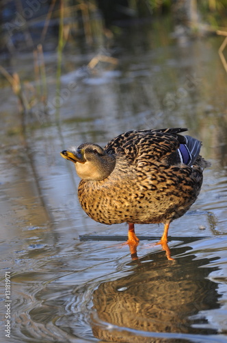 Canne colvert 