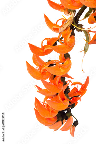 Flame of the forest(Butea monosperma O.Ktze, Leguminosae-Papilio photo