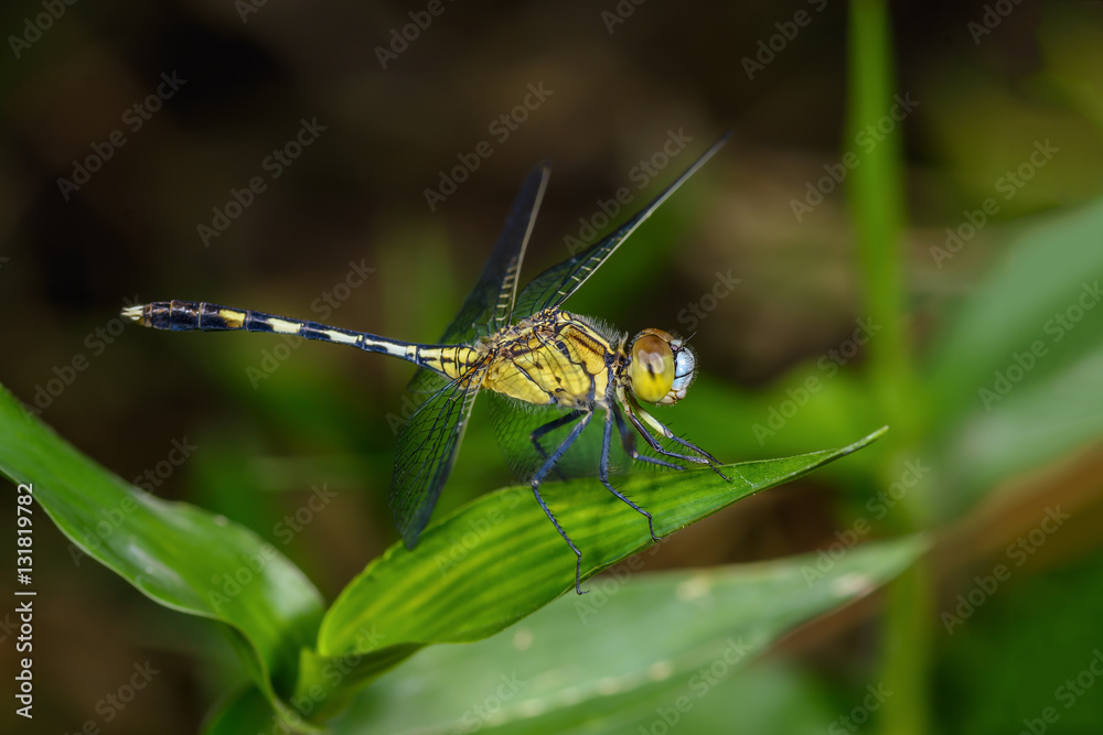 Green dragonfly perched on leaves,Thailand. Green dragonfly perched on leaves,Thailand.