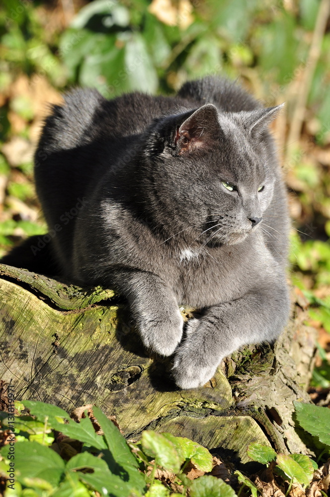 Chat gris au yeux verts Chat gris au yeux verts