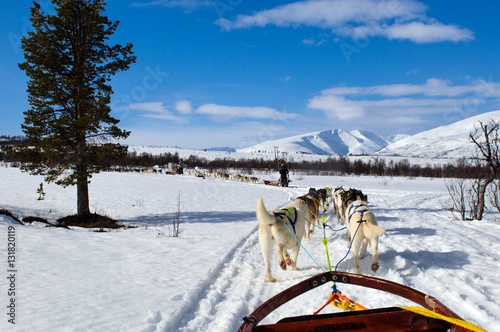 sledding with husky dogs in lNorway © belov3097