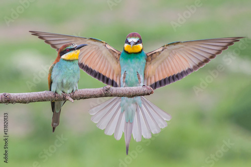 Фотография European bee-eater couple (Merops apiaster), Italy