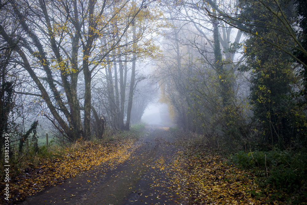 Country lane in morning mist UK