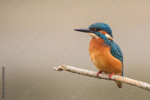Kingfisher (Alcedo atthis), Po valley, Italy countryside