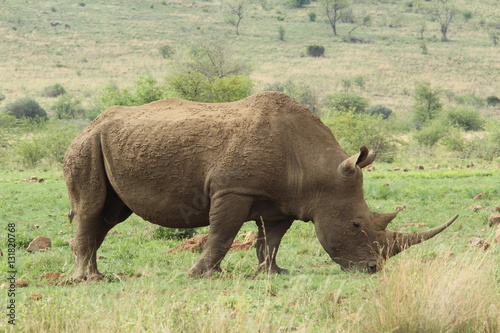 Rhino female