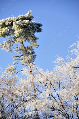 Jardin en hiver , saison © milachka